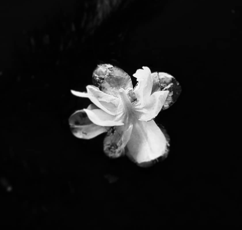 foto flor